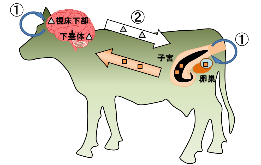牛の卵巣・子宮アトラス 直腸検査 産業動物獣医