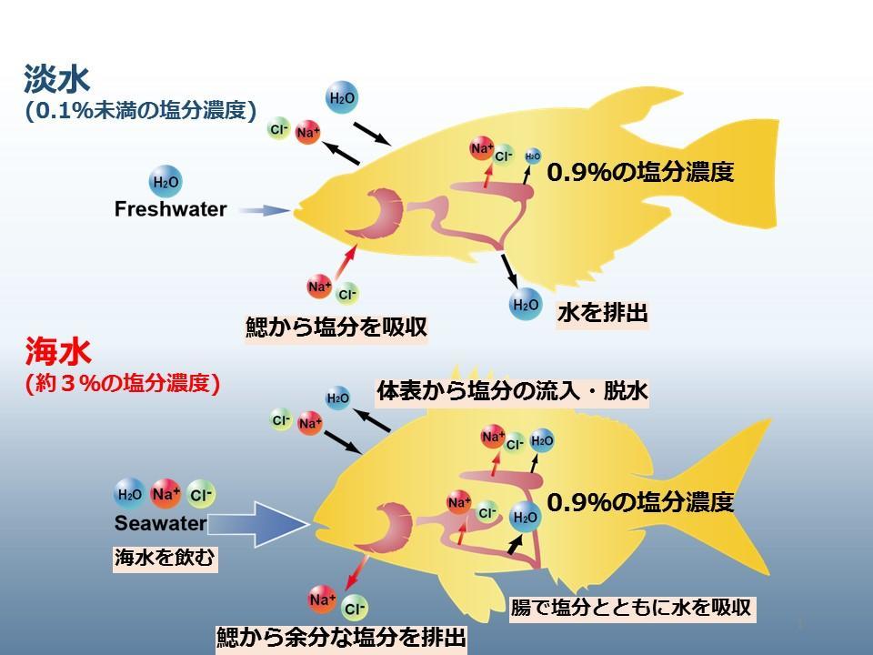 淡水魚 と 海水 魚の 違い