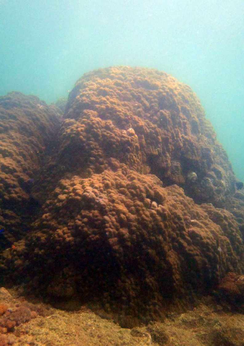 日南大島ハマサンゴ2_1.jpg