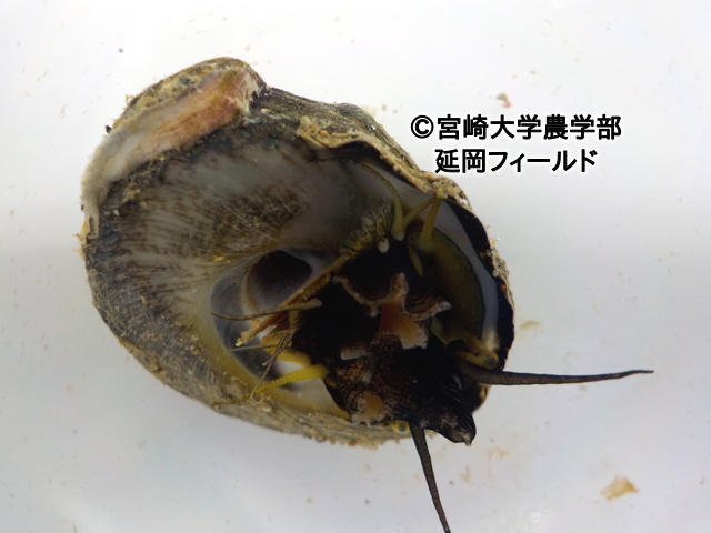 ニシキウズガイ科