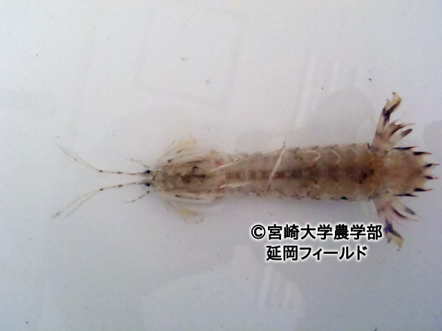 シャコ科