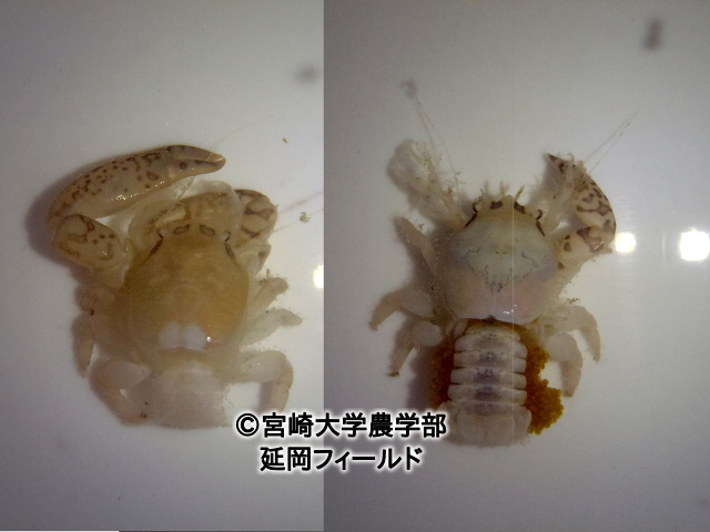 ウミエラカニダマシ