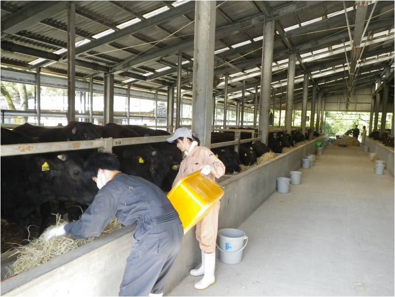 肥育牛飼養管理