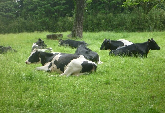 トリミング スライド2.jpg