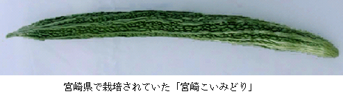 宮崎県で栽培されていた「宮崎こいみどり」