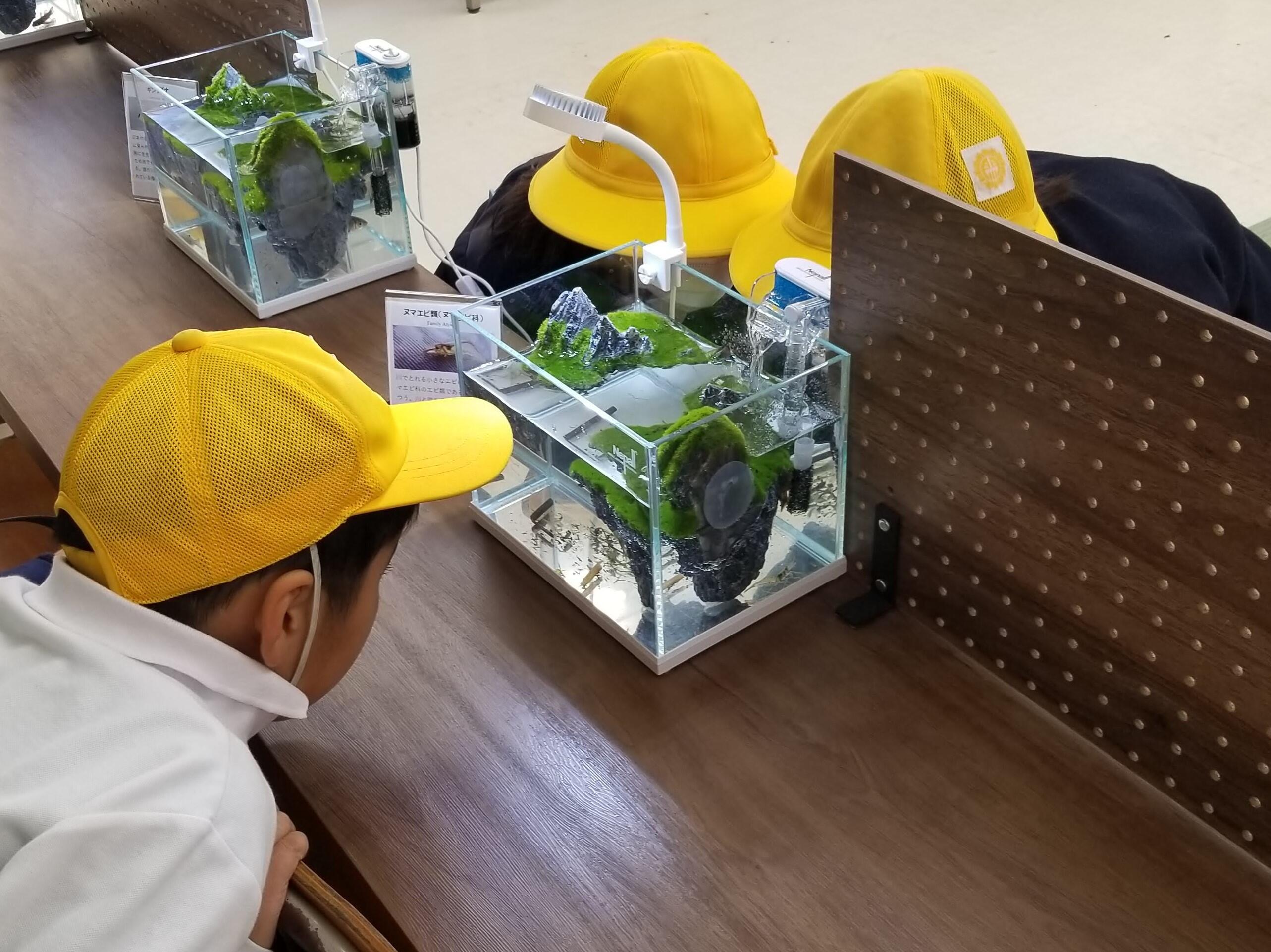 水槽を見る小学生_20241129_115515.jpg