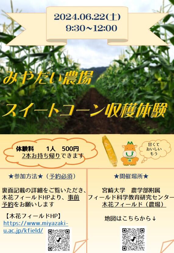 スイートコーン１.jpg