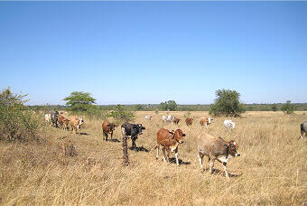 産業動物防疫リサーチセンター
