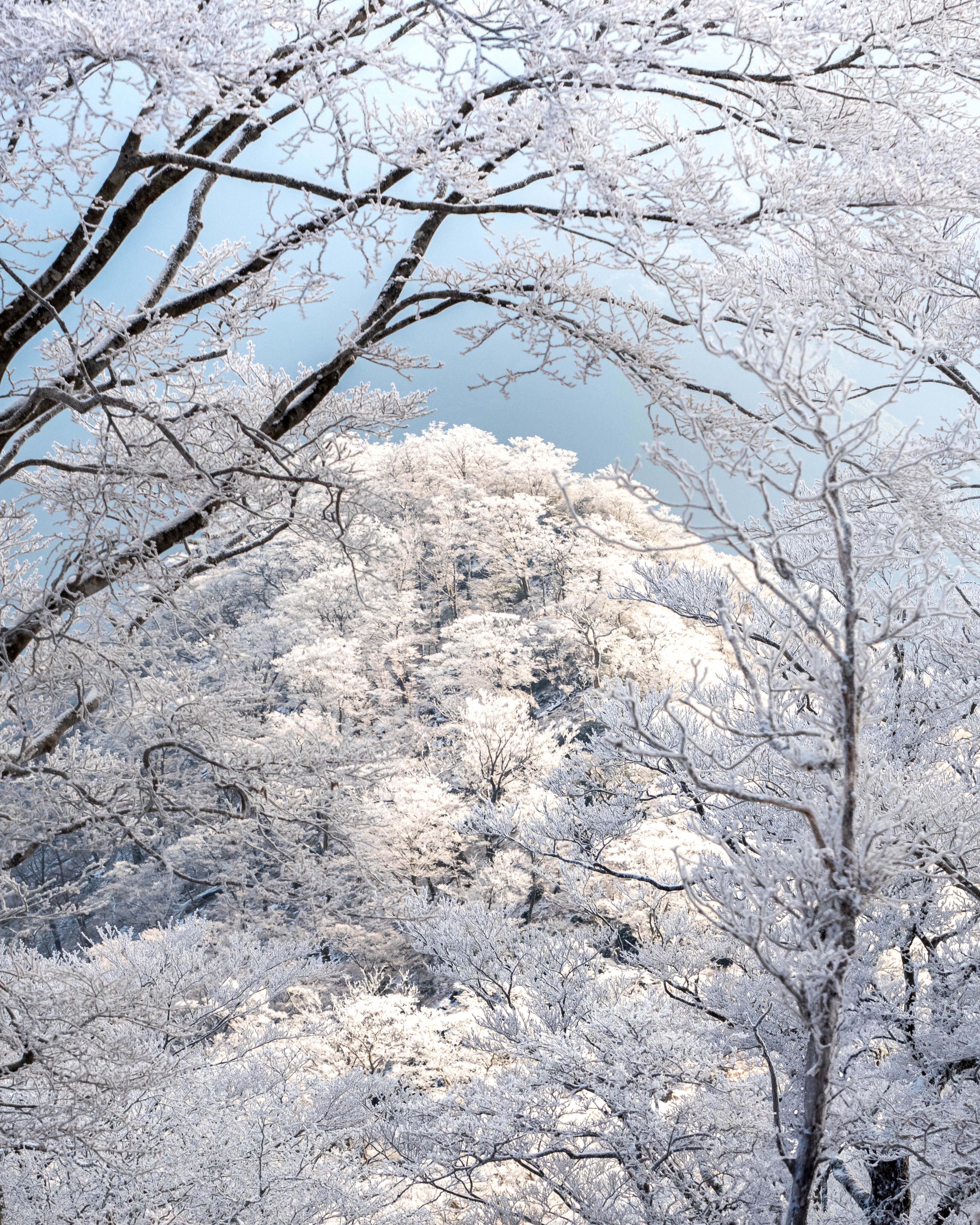 2024.12.22 雪化粧-1.jpg