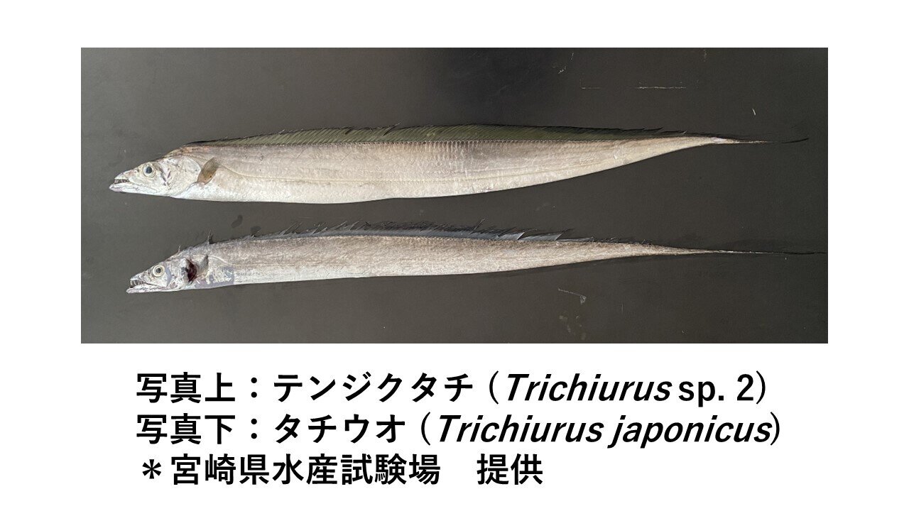 研究紹介　図１.jpg