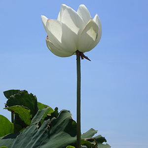 野菜･花き園芸学の写真