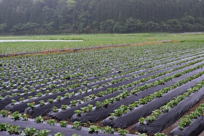 サツマイモの定植後の様子.jpg