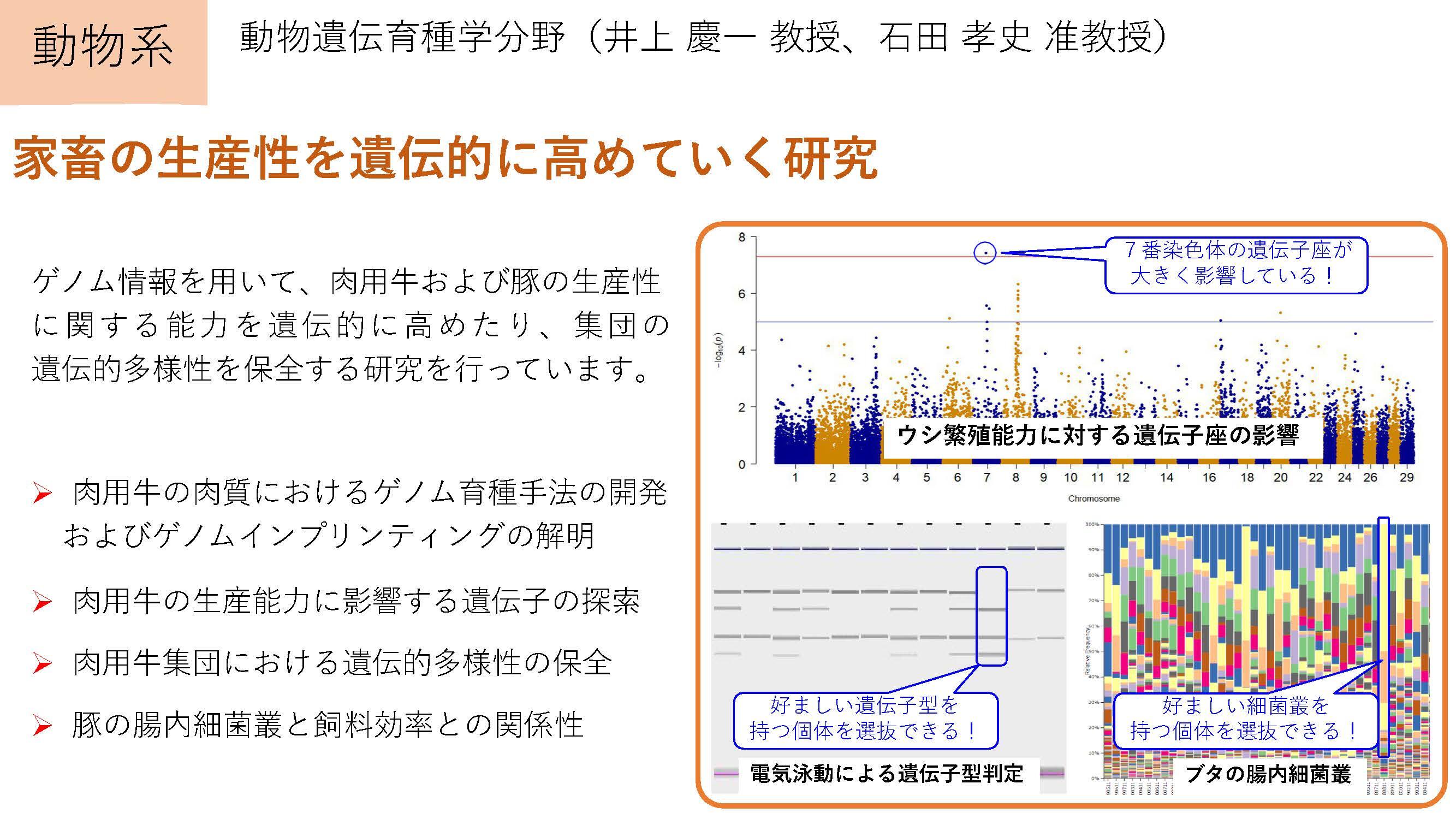 家畜の生産性を遺伝的に高めていく研究