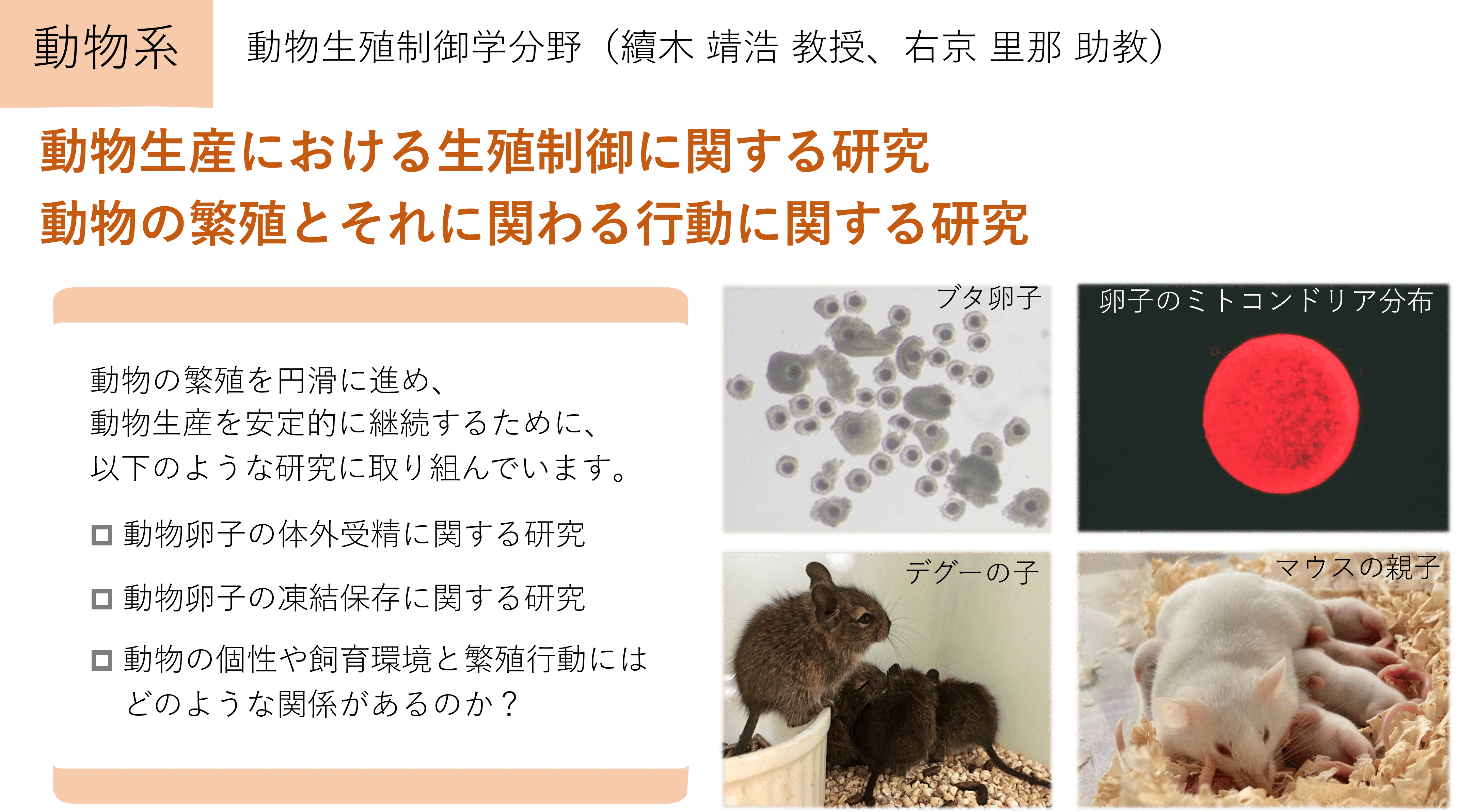 動物生産における生殖制御に関する研究