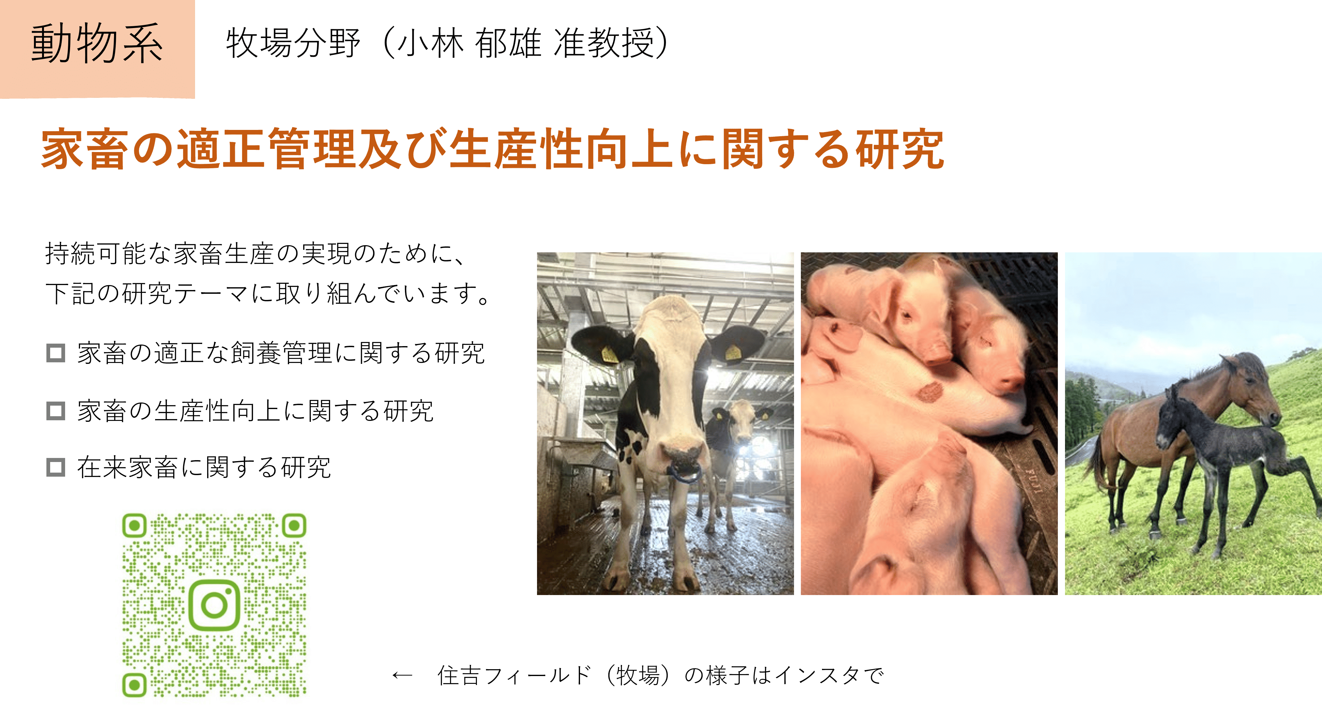 家畜の適正管理及び生産性向上に関する研究
