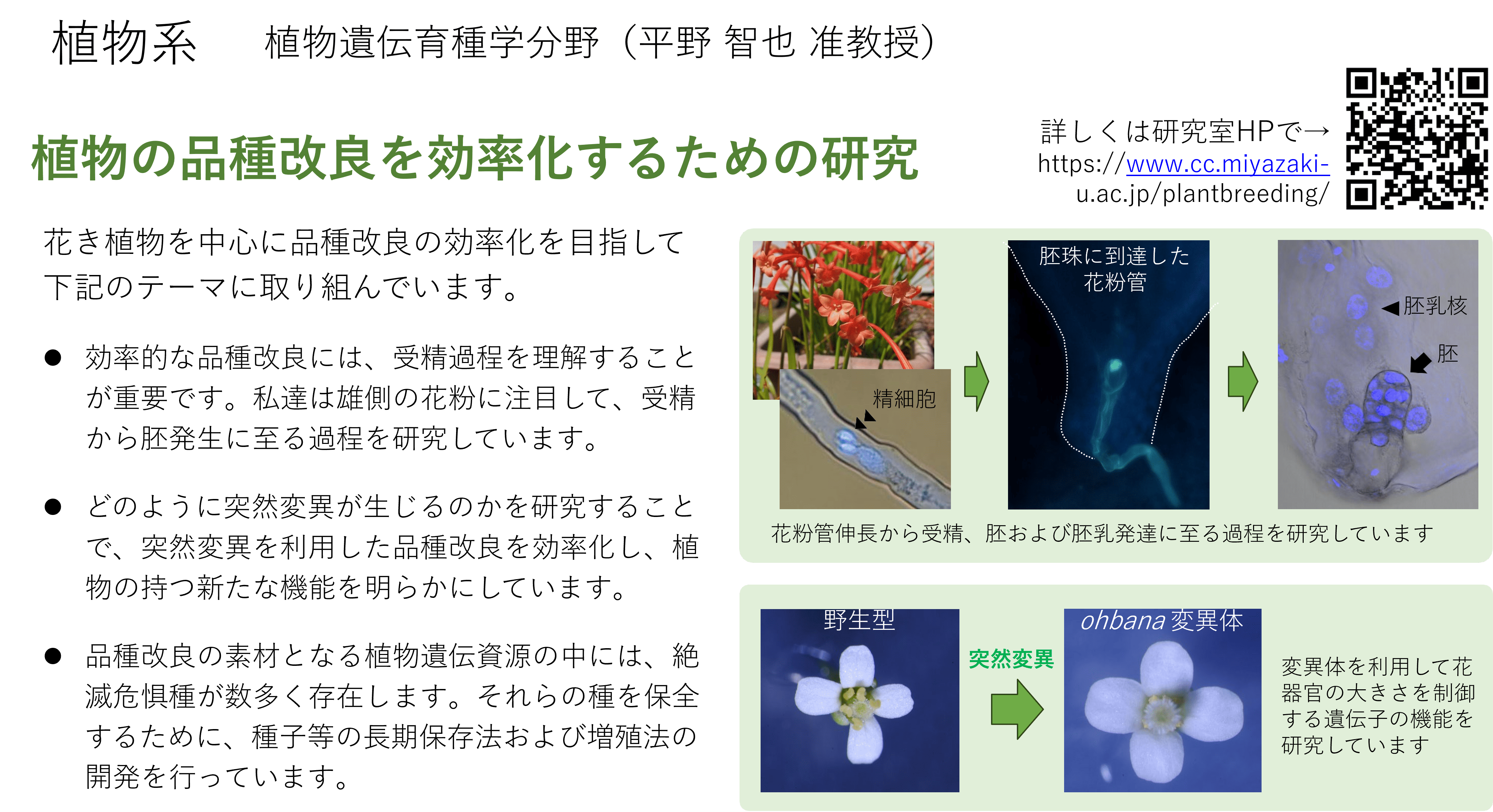 花きの品種改良に関する研究についての詳細