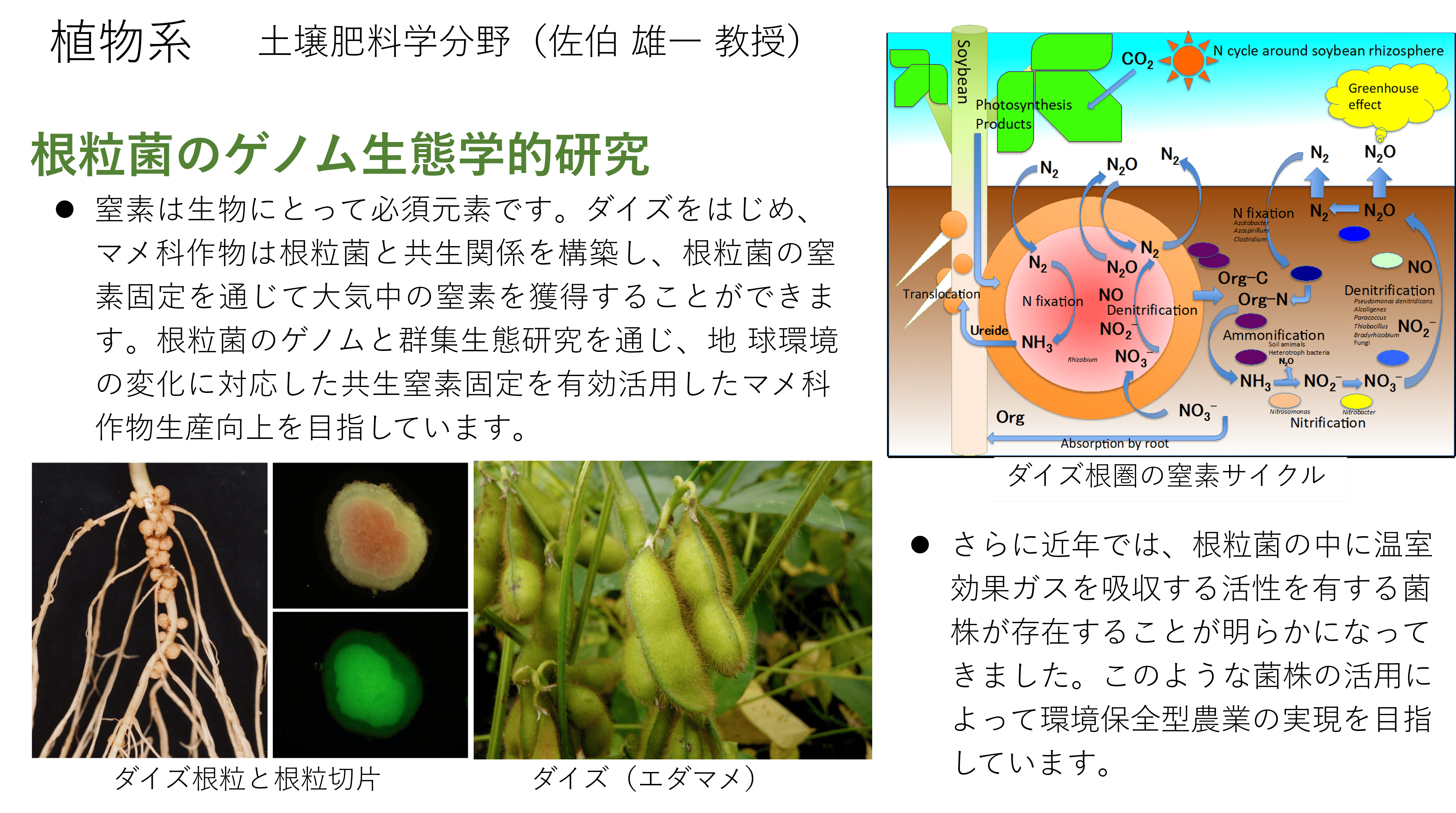 根粒菌のゲノム生態学的研究についての詳細