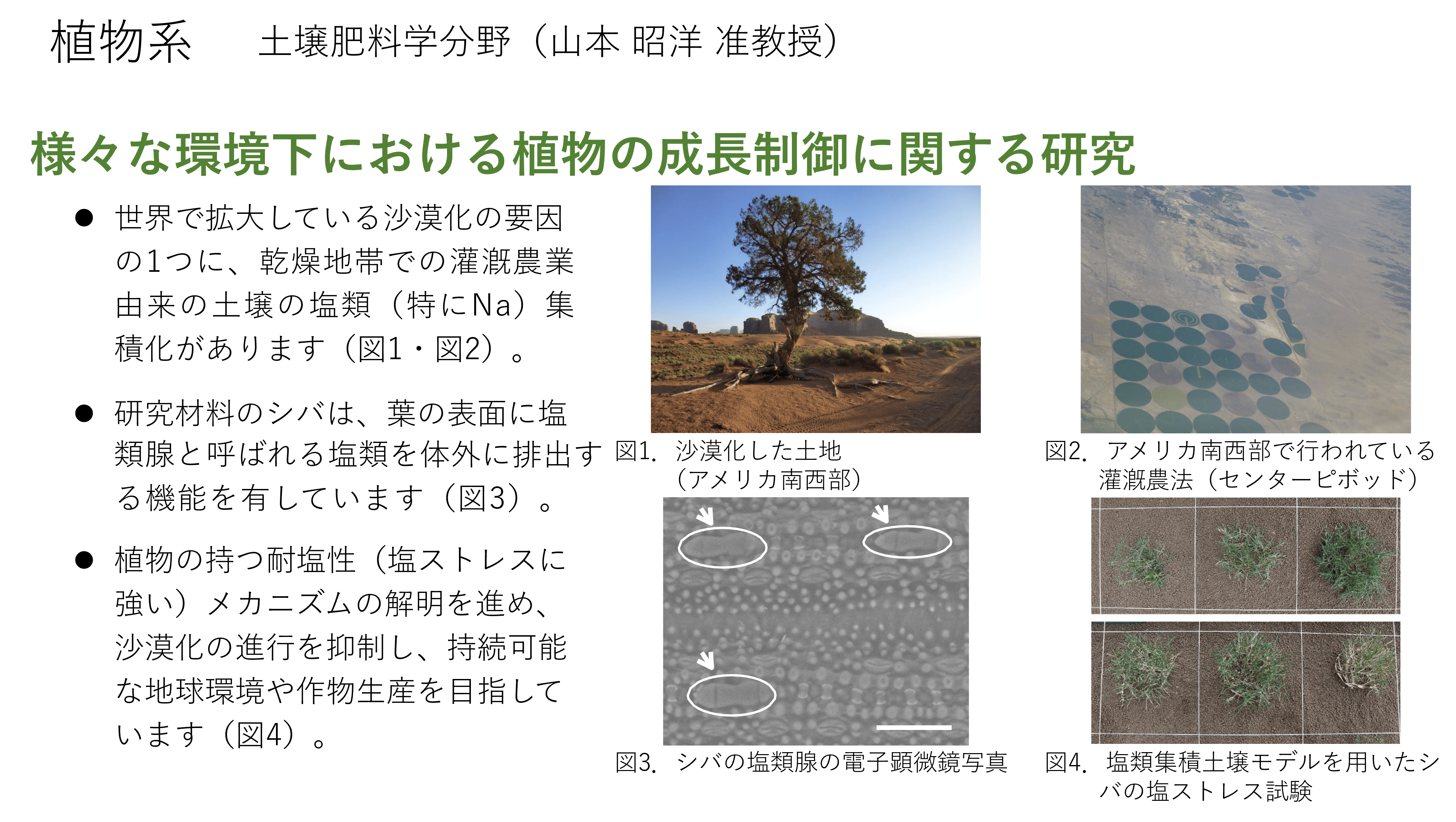 様々な環境下における植物の生長制御に関する研究についての詳細