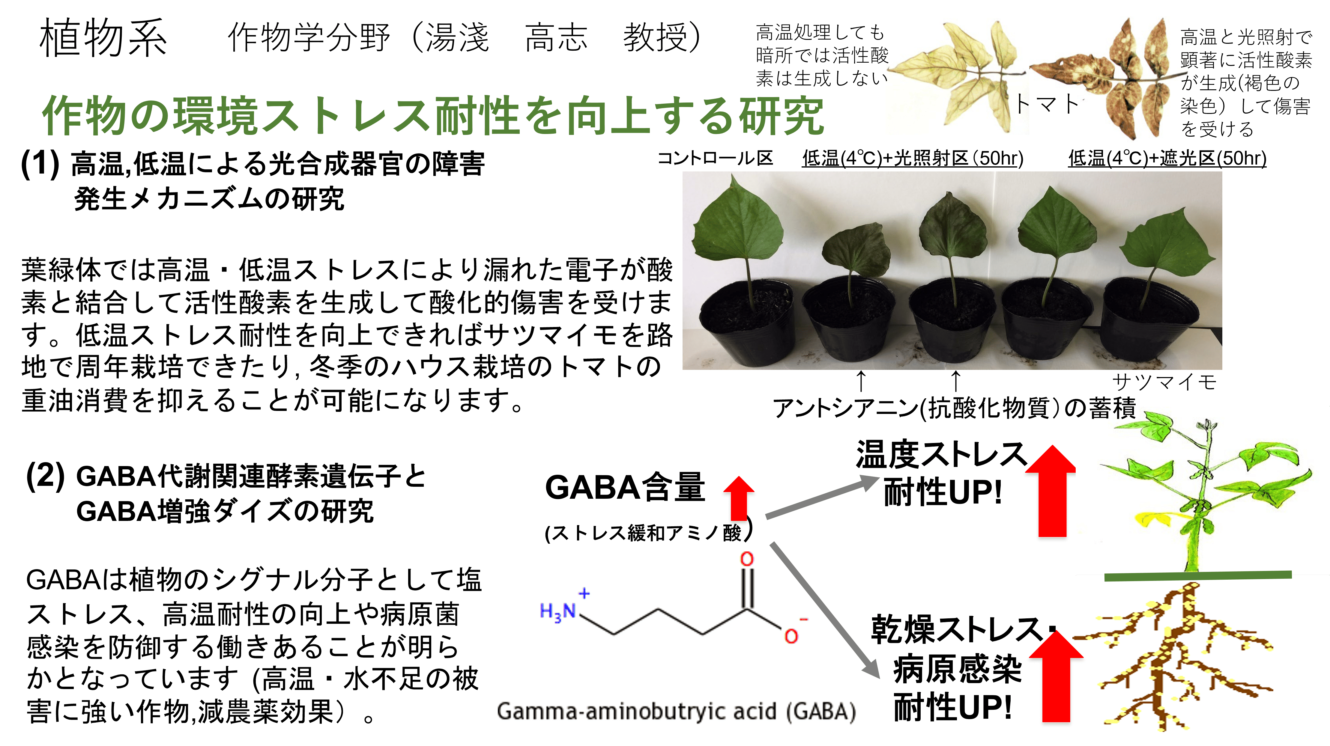作物の収量・環境ストレス耐性の向上に関する研究についての詳細