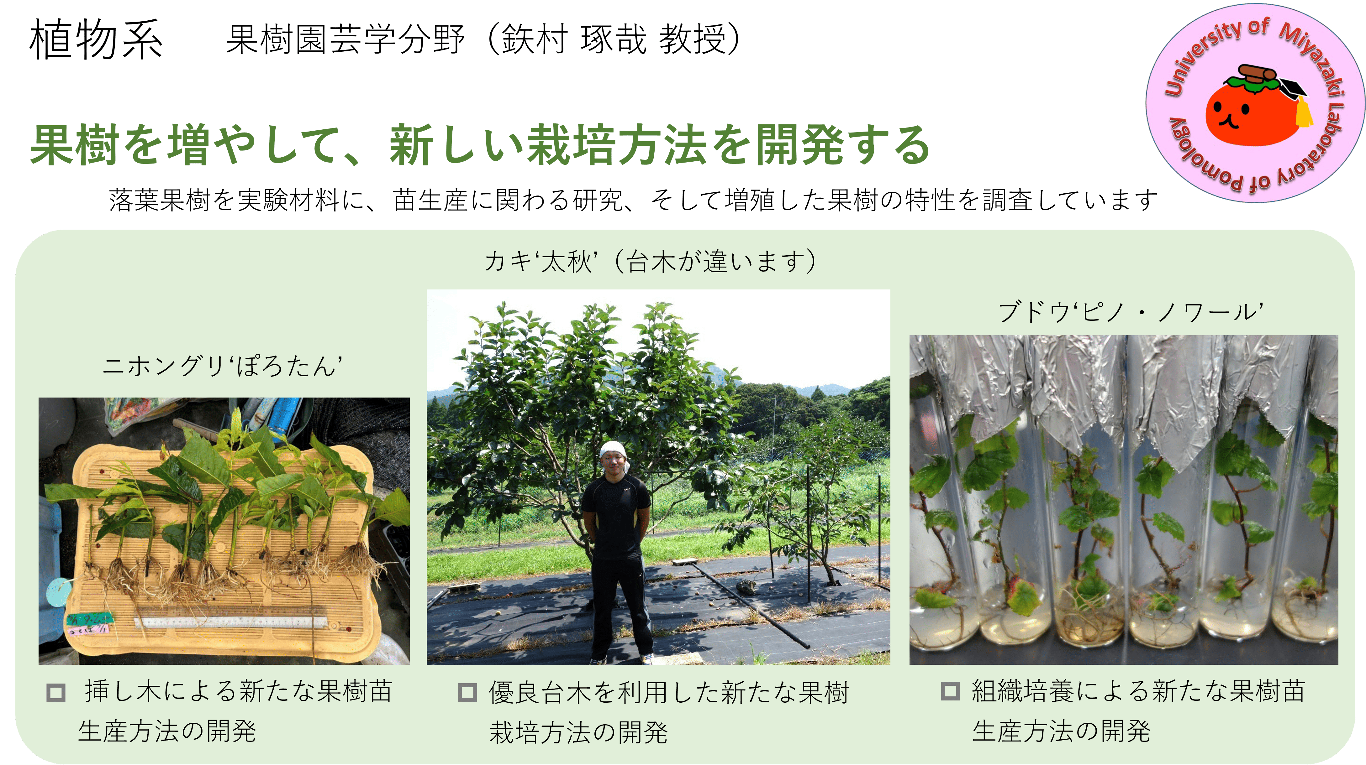 野菜・花きにおける育種と栽培技術の開発に関する研究についての詳細