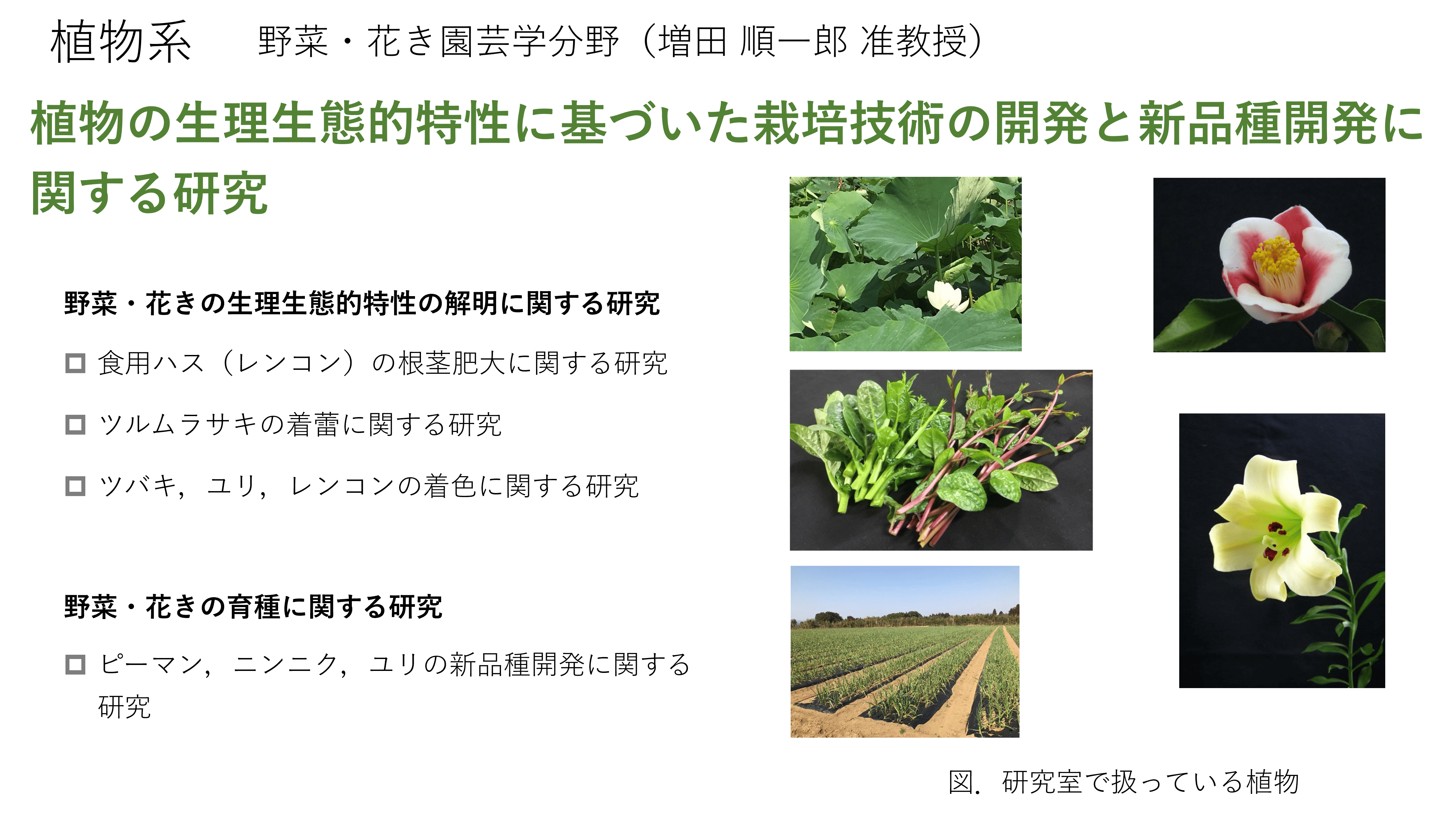 野菜・花きにおける育種と栽培技術の開発に関する研究についての詳細