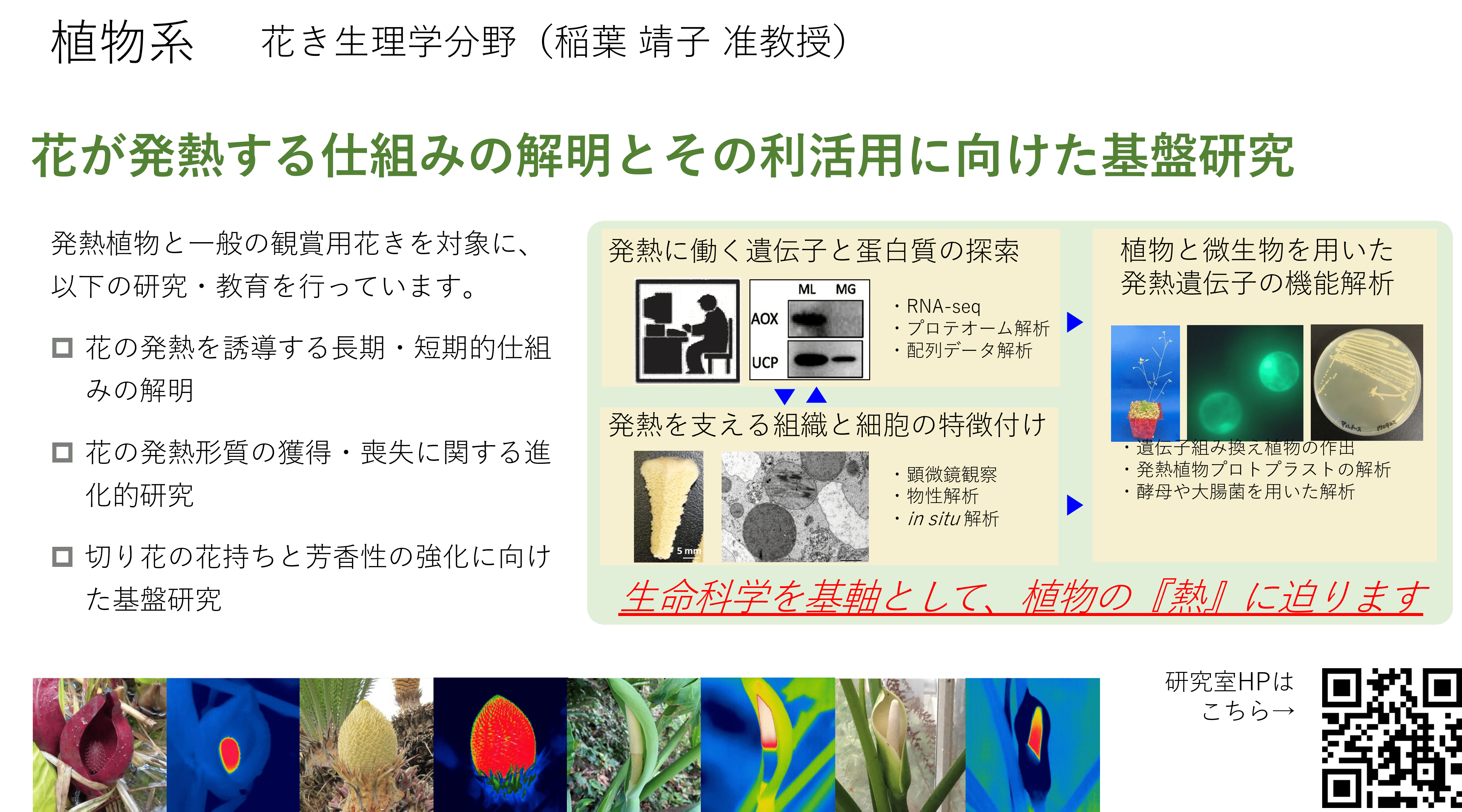 植物の生殖器官における熱産生機構とその利用に関する研究についての詳細