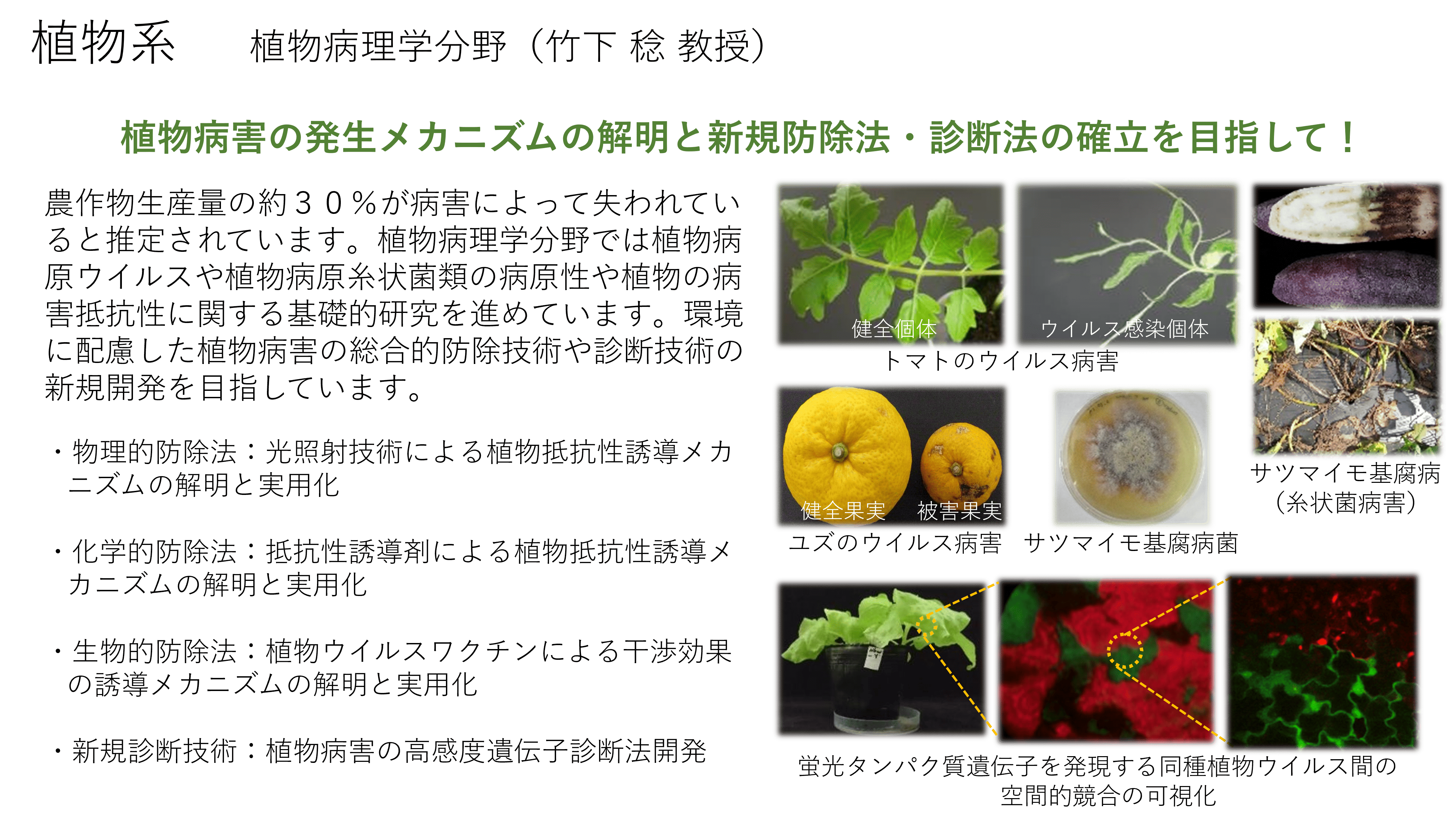 植物ーウイルス間相互作用と媒介昆虫による植物ウイルスの伝搬に関する研究についての詳細