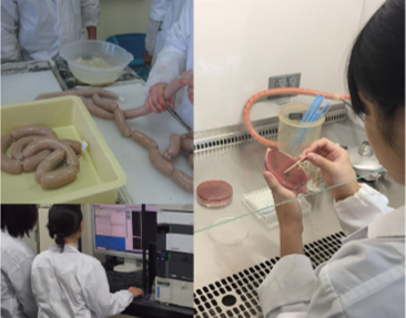 農畜産食品開発学実験