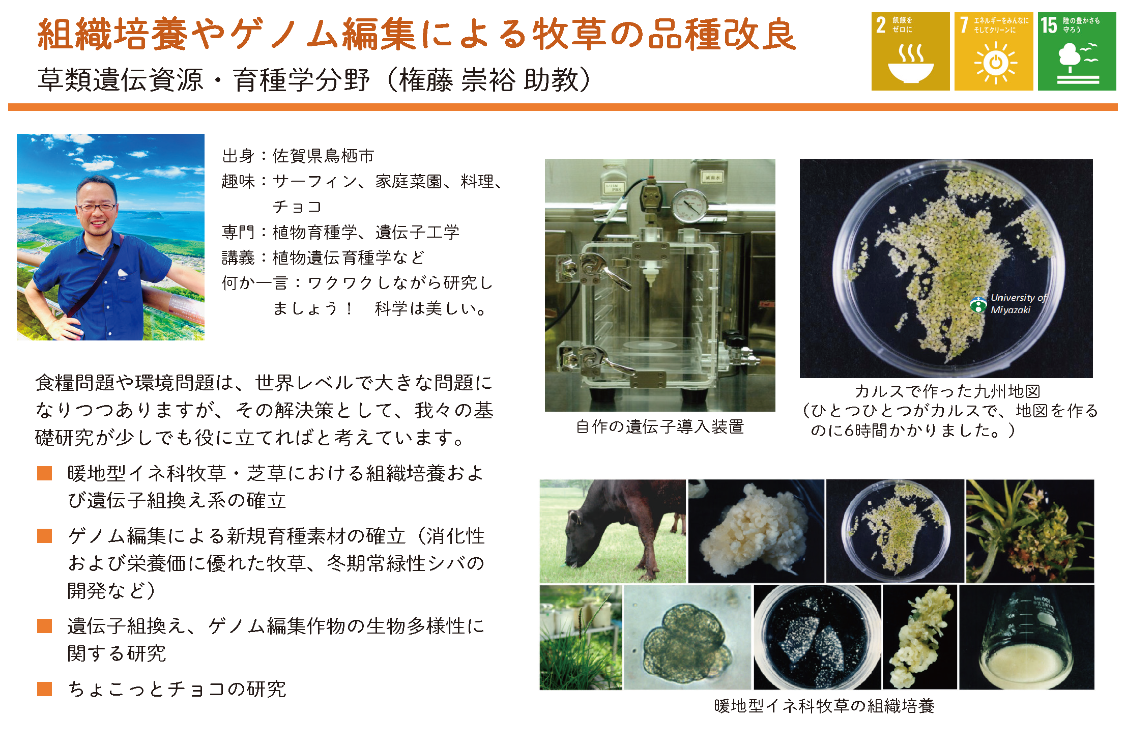 組織培養やゲノム編集による牧草の品種改良