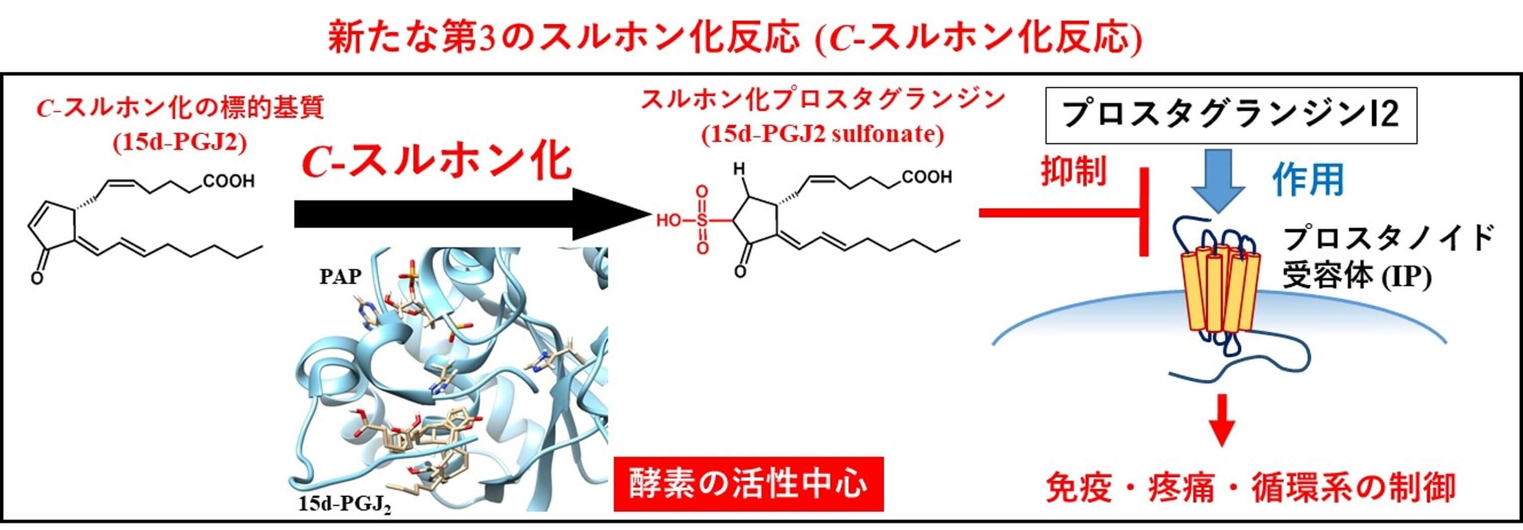 新たな第3のスルホン化反応