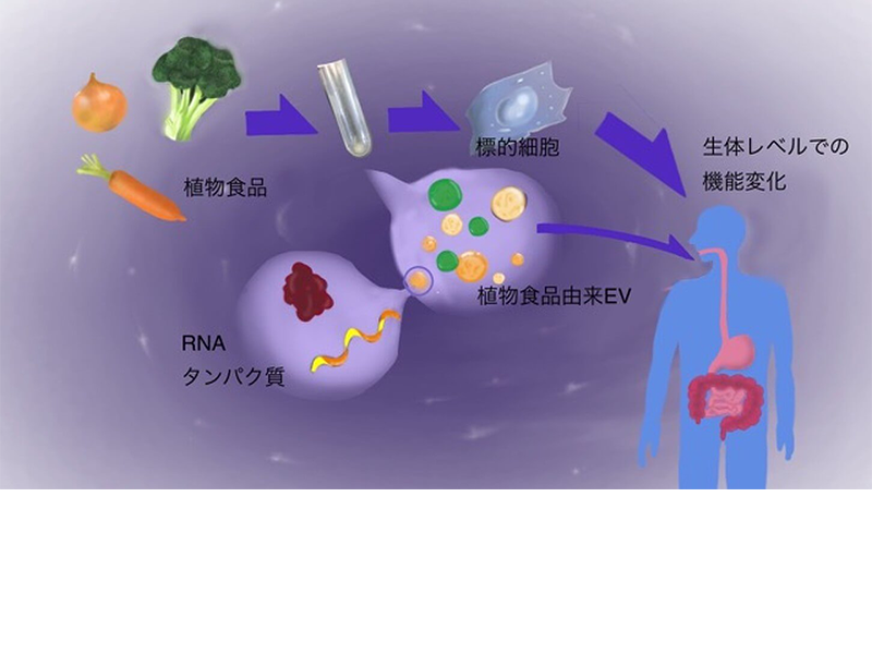 食品機能化学研究室の画像