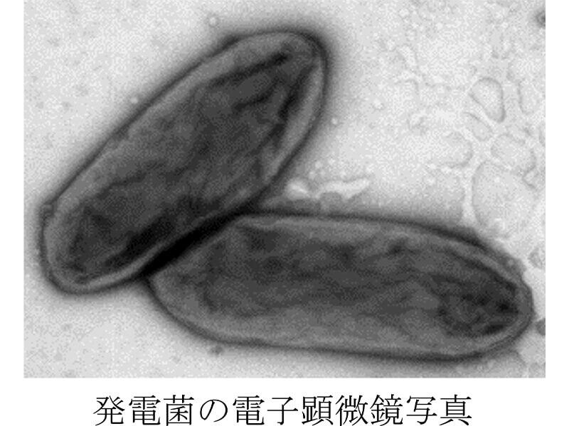 発電菌の電子顕微鏡写真