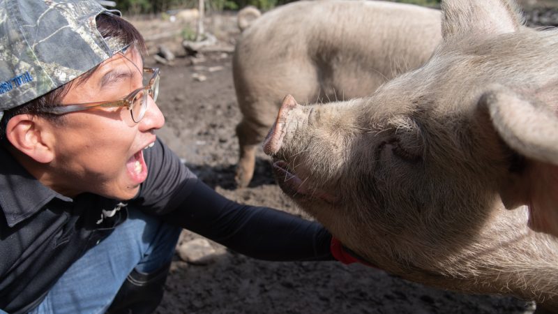 放牧養豚で、農業に革命を起こす