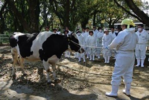 Practice for handling cattle