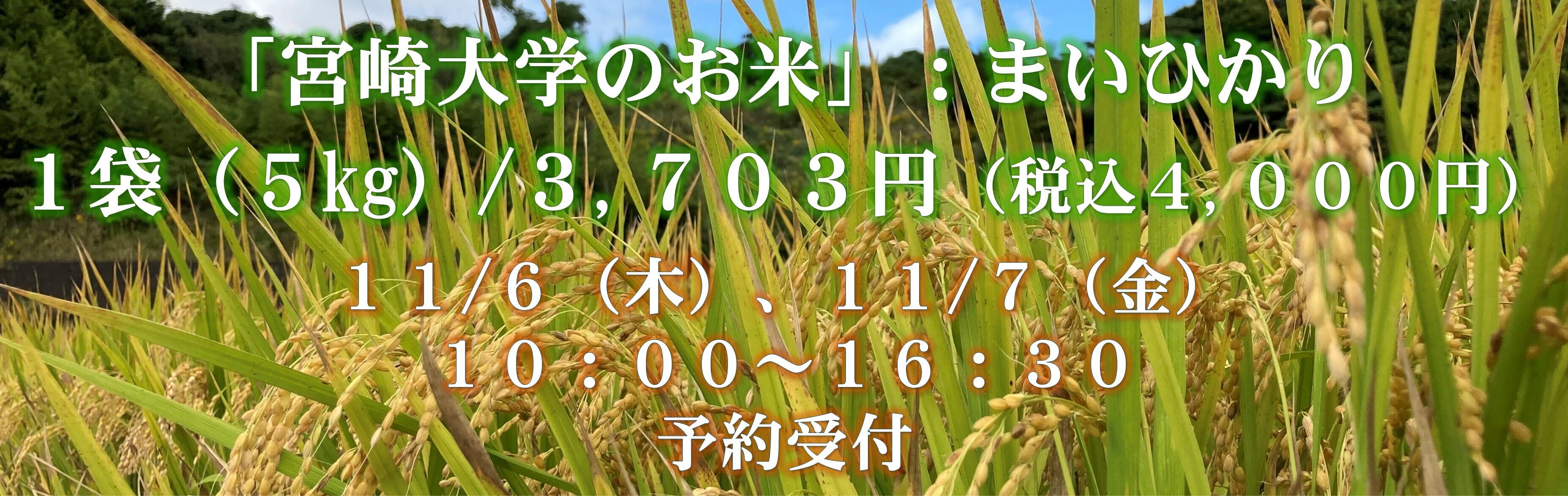 R7rice39.jpg