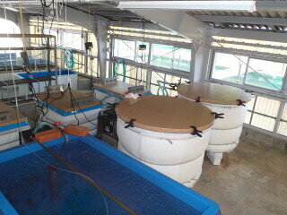 飼育棟内部の実験水槽