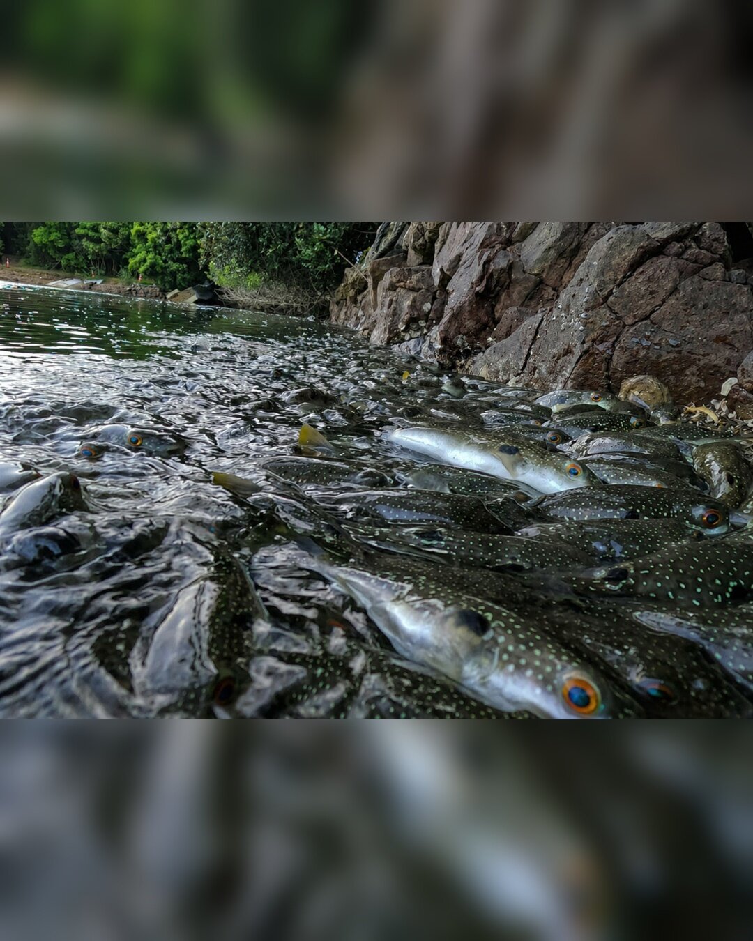 insta_fish_4_5.jpg