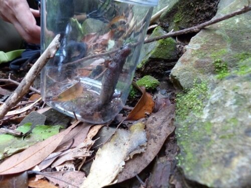 Message_サンショウウオ