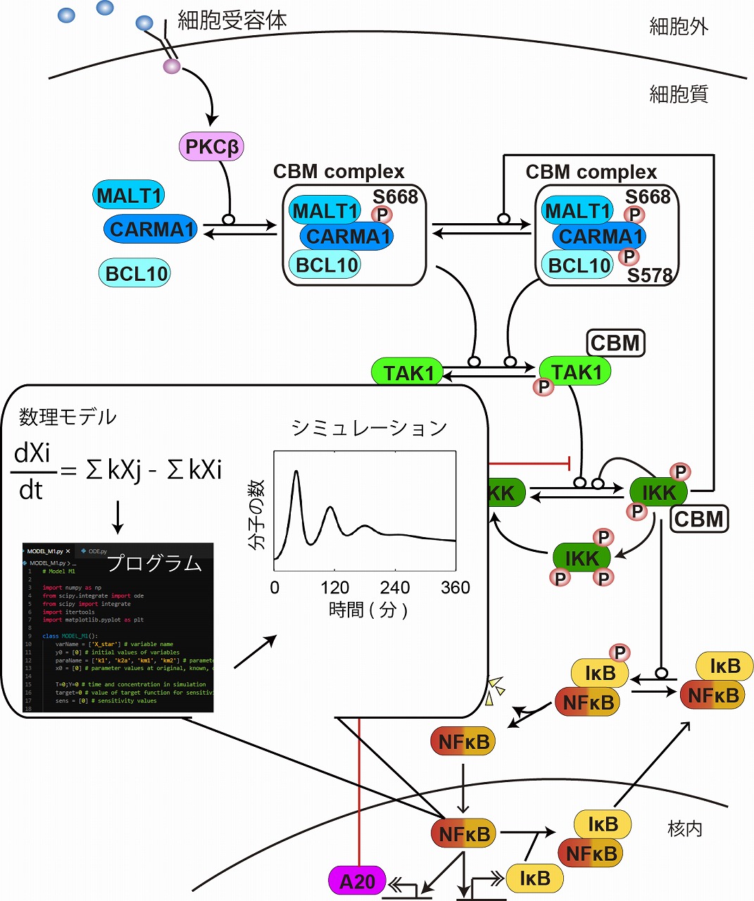 井上研・生物数理モデル