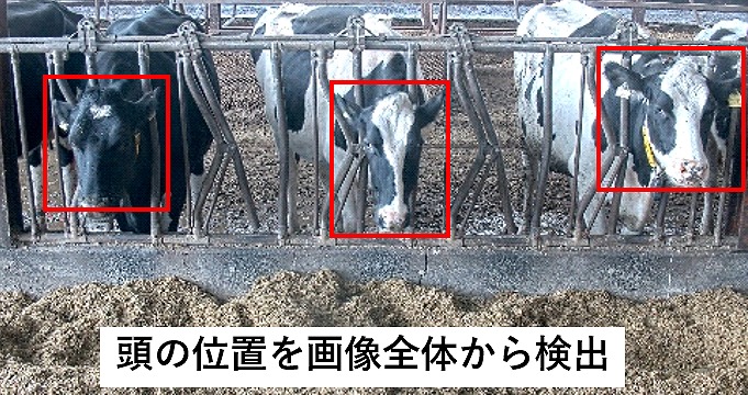 ティティ研・牛の頭部位置検出
