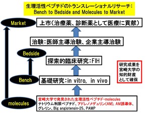 生理活性ペプチドのトランスレーショナルリサーチ Bench To Bedside And Molecules To Mark 宮崎大学
