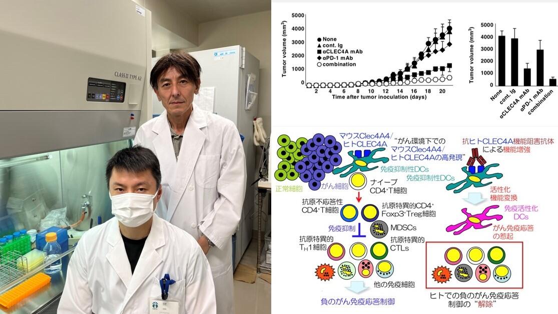 がんの免疫抑制機構を解除する仕組みを発見し、がんの新たな免疫