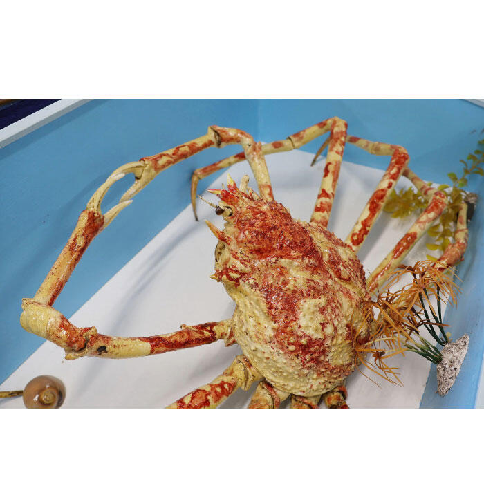 タカアシガニの剥製を海洋生物環境学科に寄贈いただきました｜宮崎大学