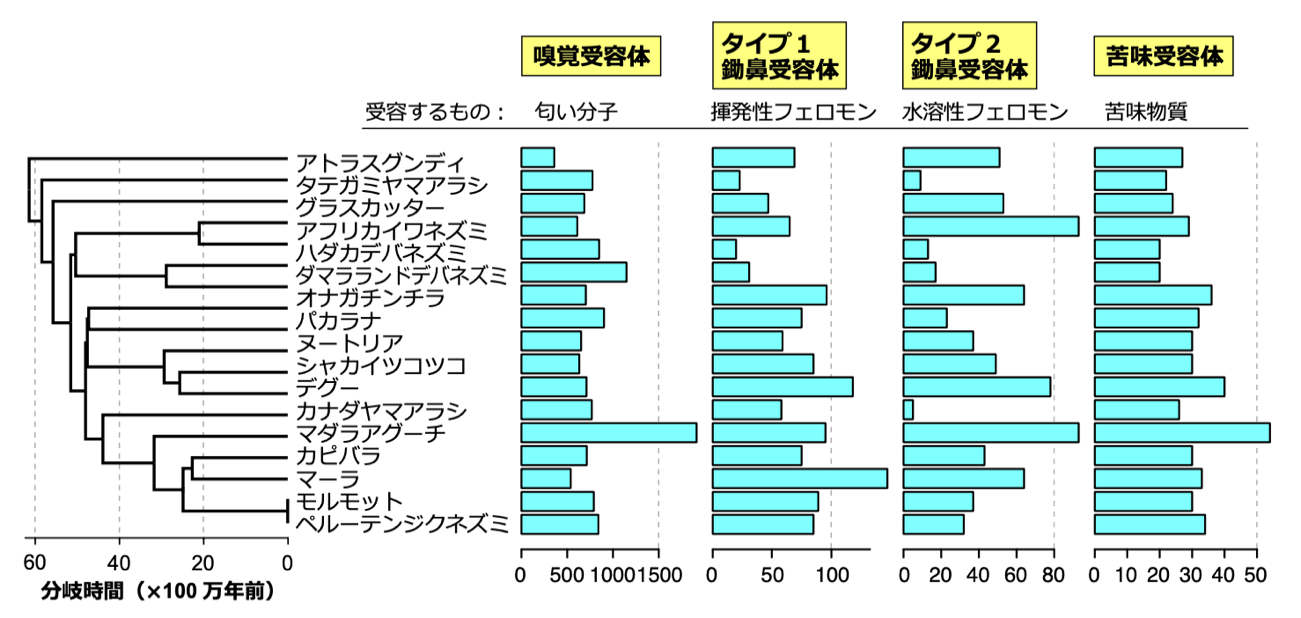 ヤマアラシ亜目における嗅覚・フェロモン・味覚受容体遺伝子の同調的進化 ～グルメな動物は鼻も良い!?～