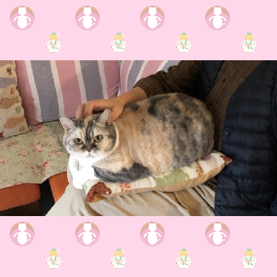 ネコ デッキを強化しよう：満面の神猫 ｜ Z/X - Zillions of enemy X