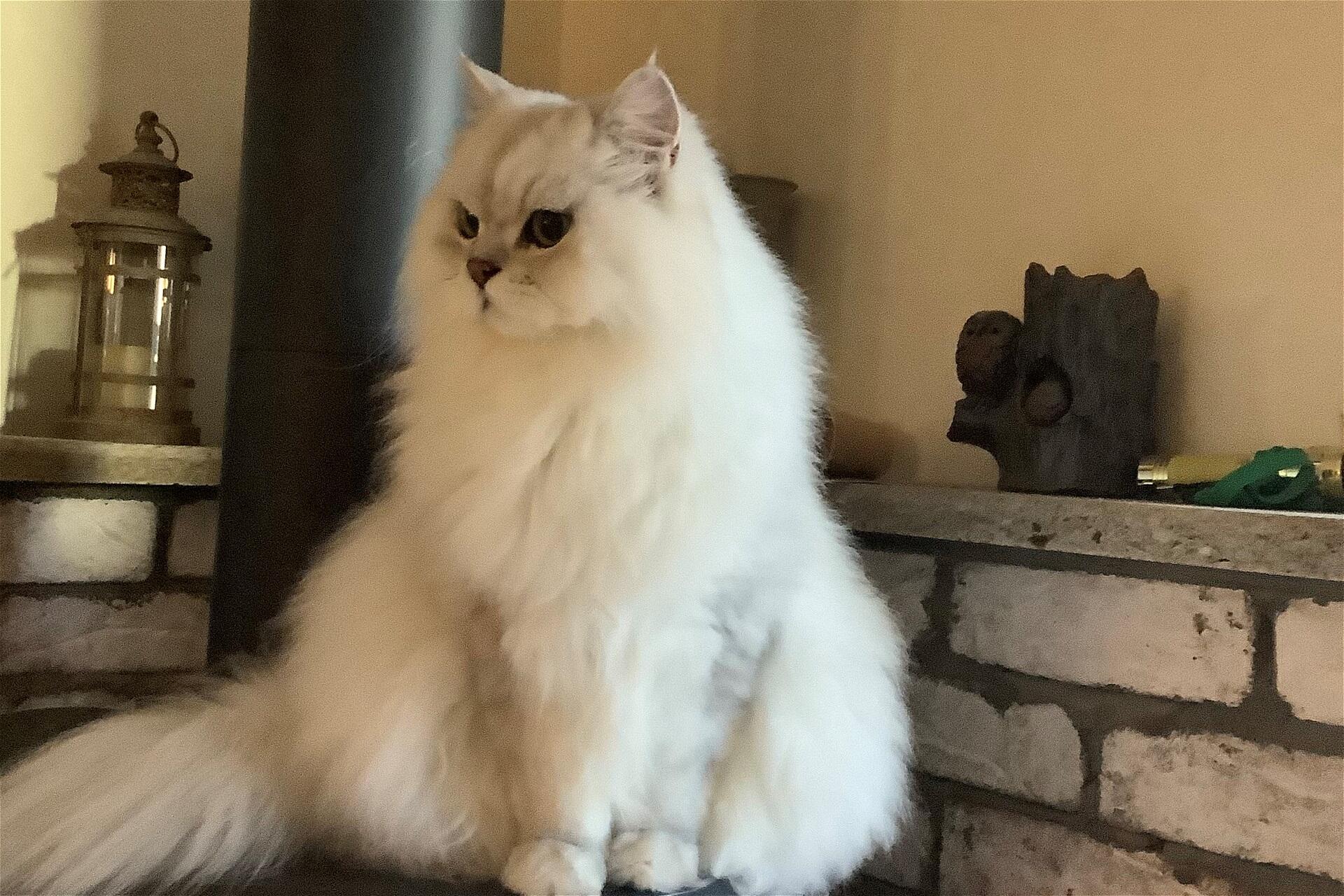 ペルシャ猫のアルジャン