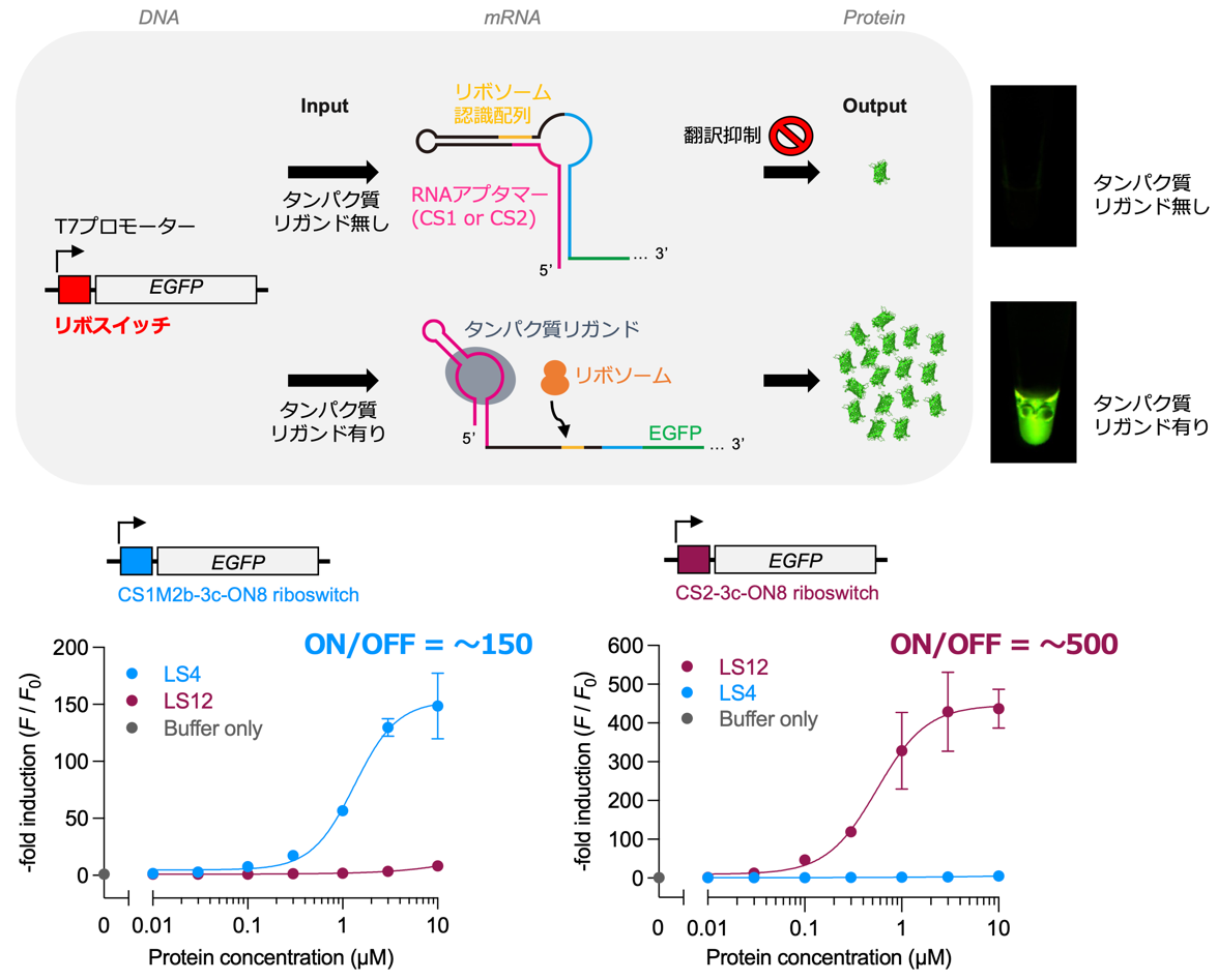 20250409_RNA02.png