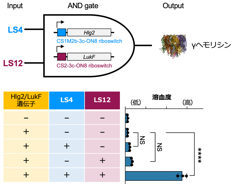 20250409_RNA03.png