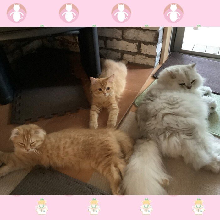 2026年2月22日の猫の日に寄せて（宮崎大学長 鮫島浩）｜宮崎大学