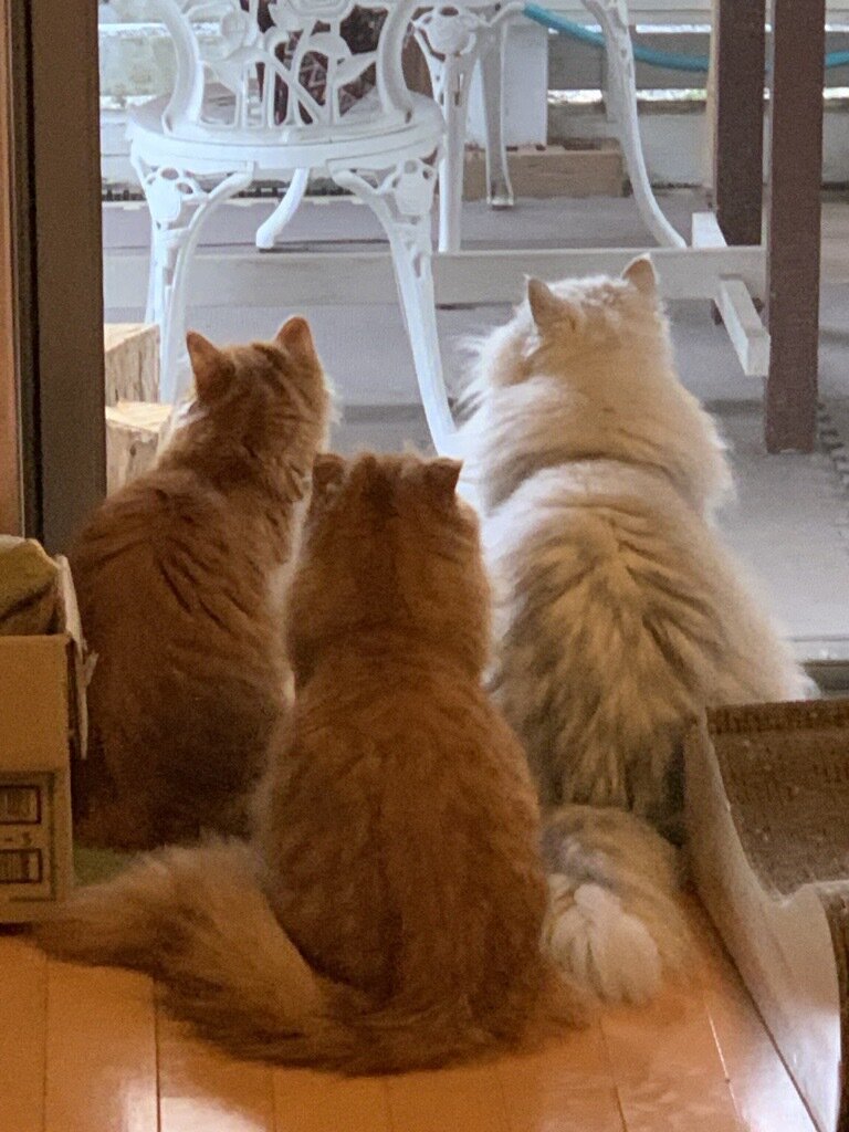 鮫島浩学長の猫3匹